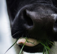Chewing cow free license cc01 620