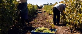 Workers vineyard